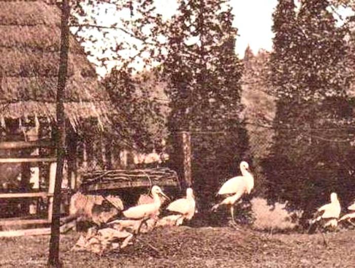 Les cigognes