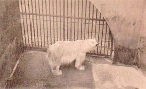 Ours polaire