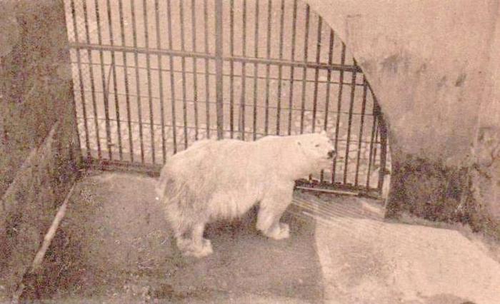 Ours polaire