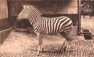 Zèbre