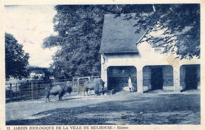 Bisons
