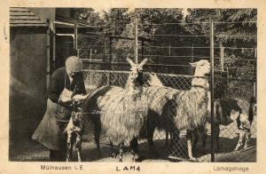 Lamagehege -Enclos des Lamas