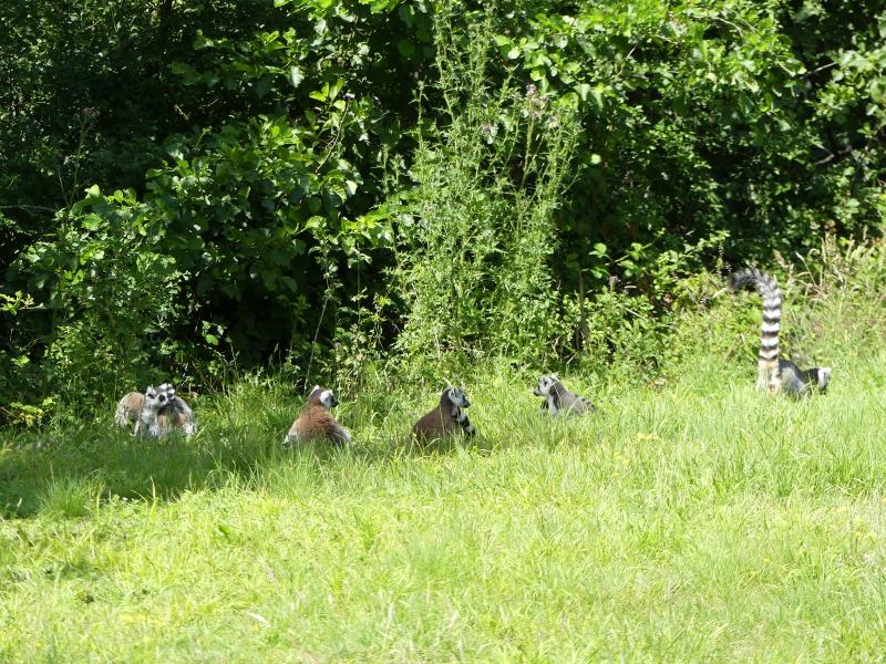 Espace lémuriens - 2022