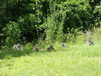 Espace lémuriens - 2022