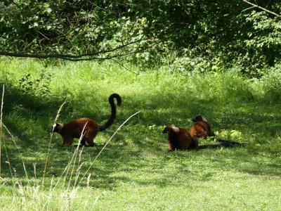 Espace lémuriens - 2022