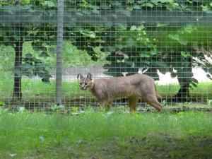 Caracal