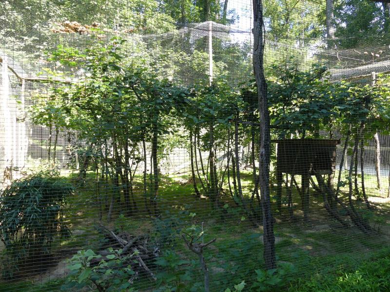 Chat de Geoffroy - 2022