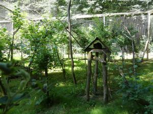 Chat de Gordoni