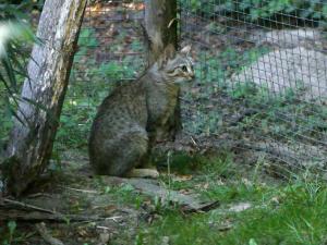 Chat de Gordoni