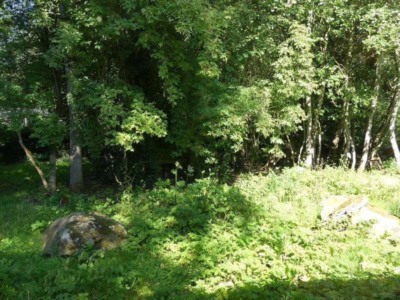 Chat de Temminck - 2022