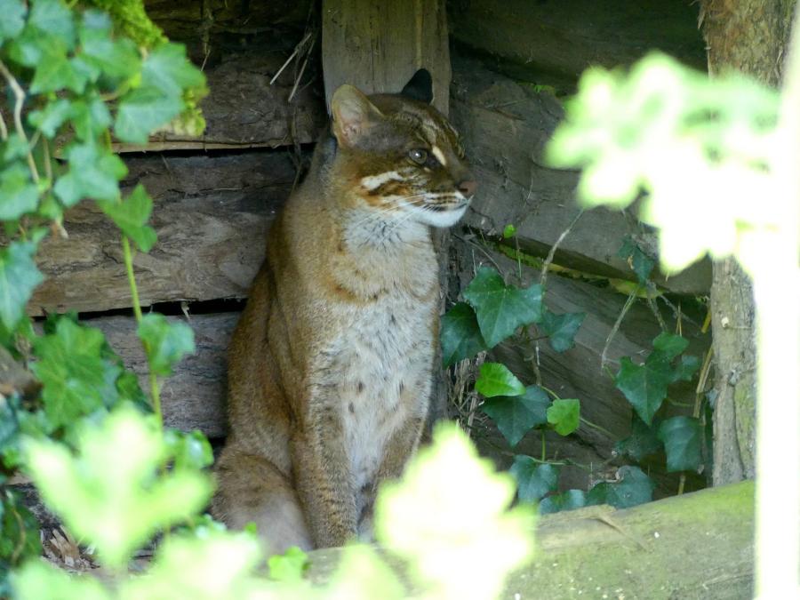 Chat de Temminck