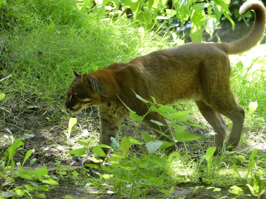 Chat de Temminck