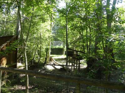 Chat des marais - 2022