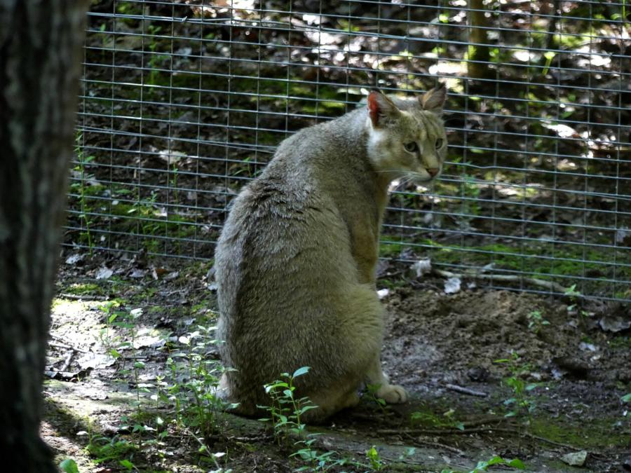 Chat des marais