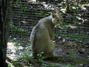 Chat des marais