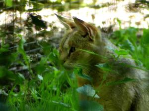 Chat des marais