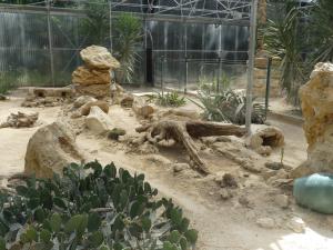 Chat des sables