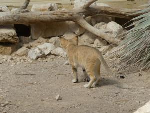 Chat des sables
