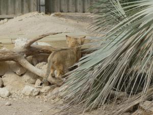 Chat des sables