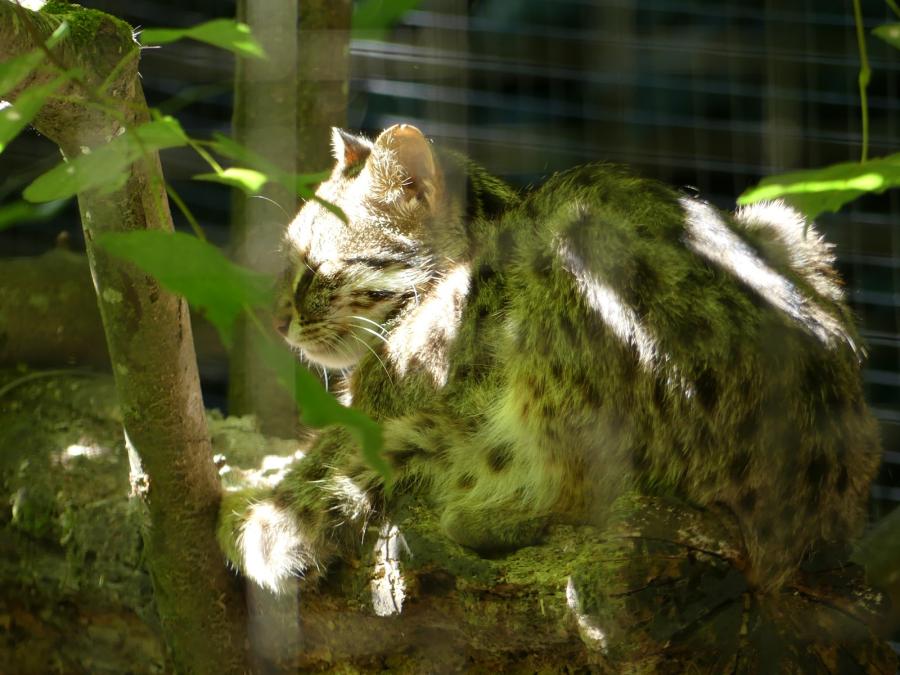 Chat léopard de Sibérie