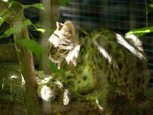 Chat léopard de Sibérie