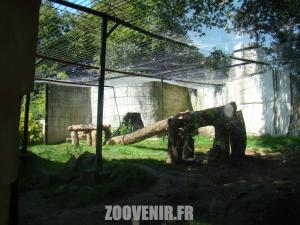 Panthére des neiges