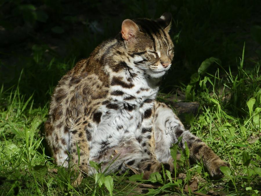 Chat léopard du Bengale