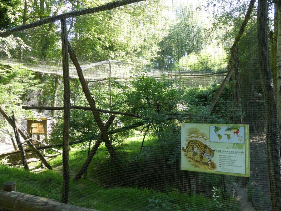 Chat léopard du Bengale