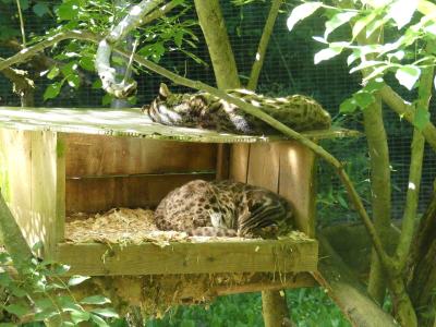 Chat léopard du Bengale - 2022