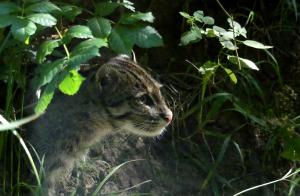 Chat pêcheur