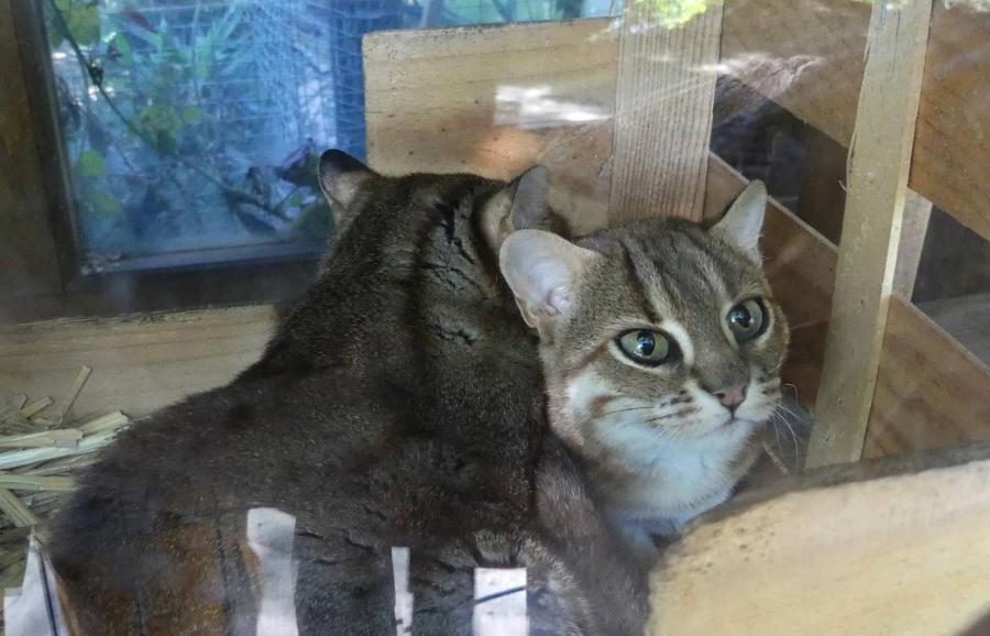 Chat rubigineux