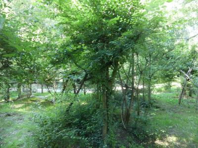 Chat rubigineux - 2022