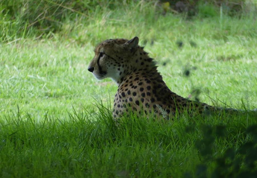 Guépard