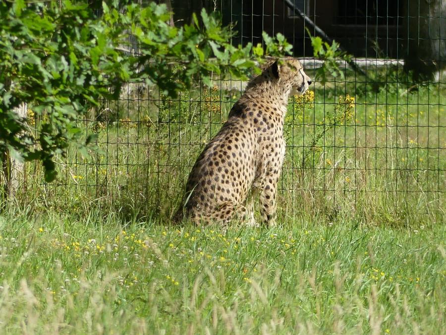 Guépard