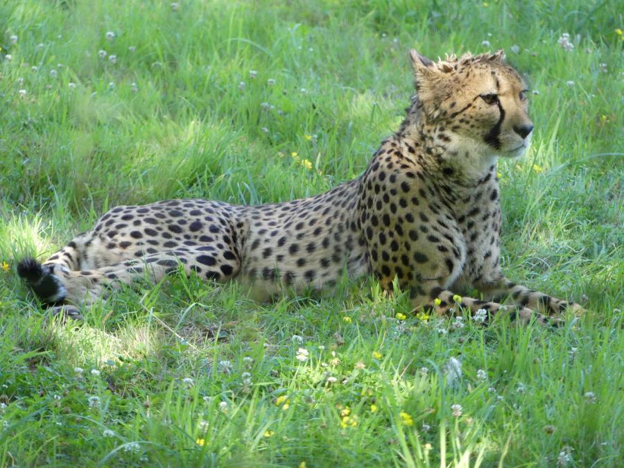 Guépard
