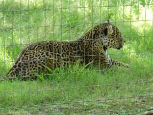 Jaguar