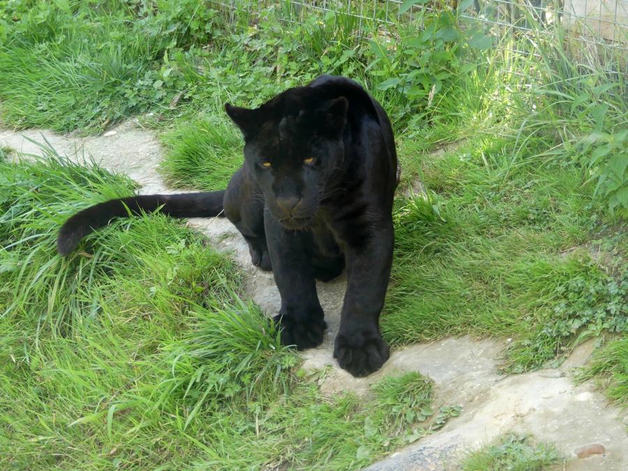 Jaguar noir