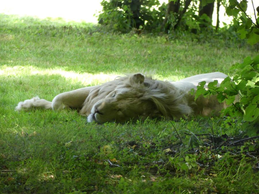 Lion blanc