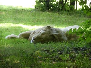Lion blanc