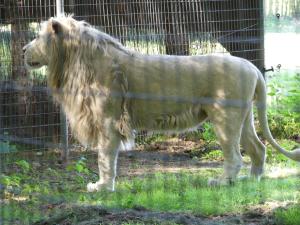 Lion blanc