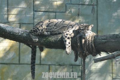 Panthère nébuleuse - 2011