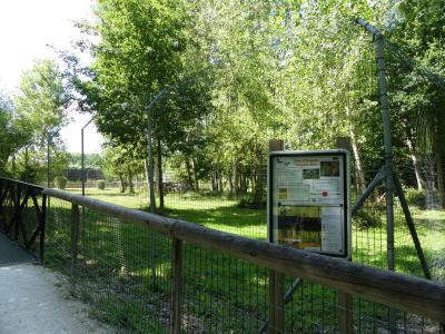 Lion d'Angola - 2022