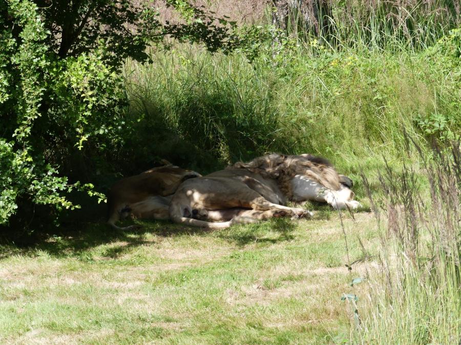 Lion d'Angola