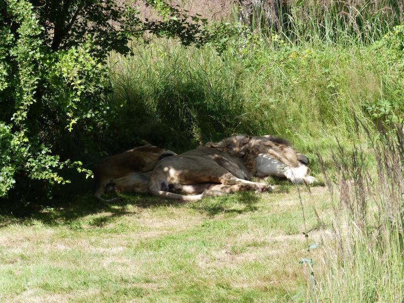 Lion d'Angola - 2022