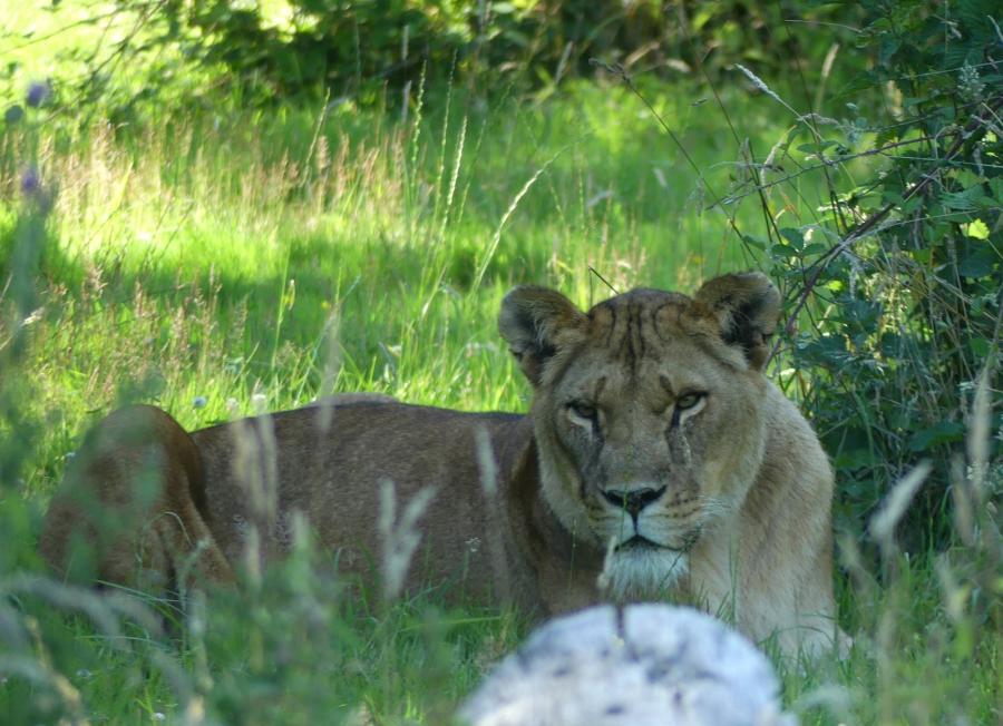 Lion d'Angola