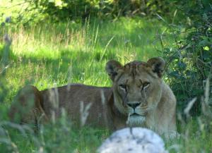 Lion d'Angola