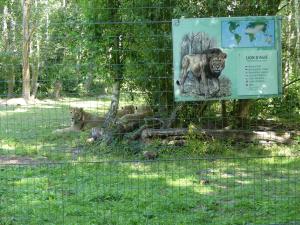 Lion d'Asie