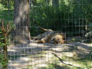 Lion d'Asie
