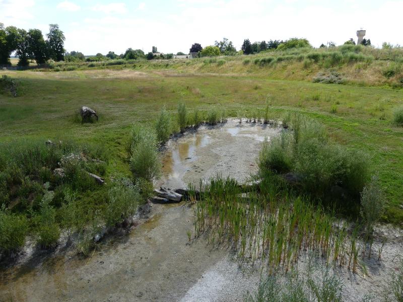 Lion de l'Afrique de l'Est - 2022