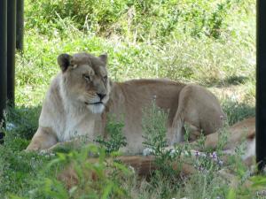 Lion de l'Afrique de l'Est